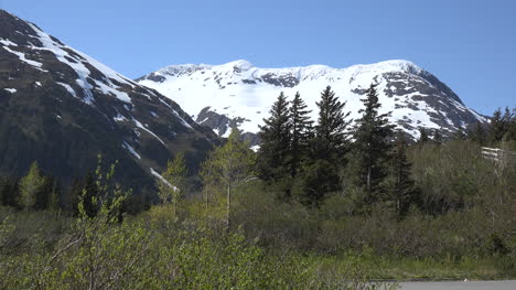 Alaska-Bäume-Und-Schneebedeckter-Berg
