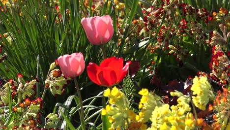 Alaska-Tulips-In-Flowerbed-Zoom-In