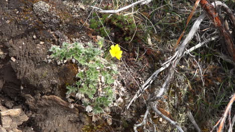 Alaska-Gelbe-Blume-Auf-Felsen-Zoom-In-Zoom
