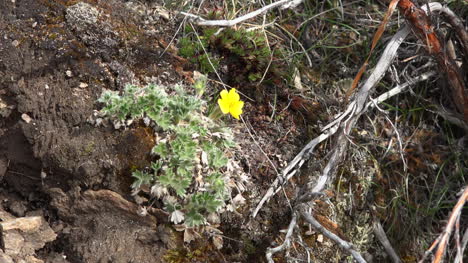 Flor-Amarilla-De-Alaska-En-Roca-Acercar