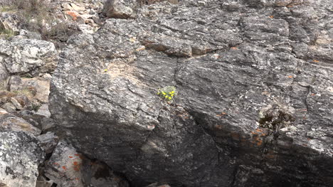 Alaska-Se-Acerca-A-Flores-Amarillas-En-Roca