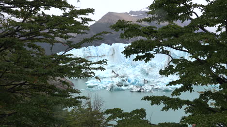 Argentina-Glaciar-Perito-Moreno-Enmarcado-Con-Hojas-De-Haya