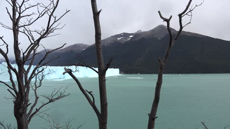 Glaciar-Argentina-Visto-A-Través-De-árboles-Muertos