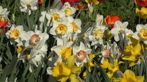 Flowers-Daffodils-White-And-Yellow-Blooms