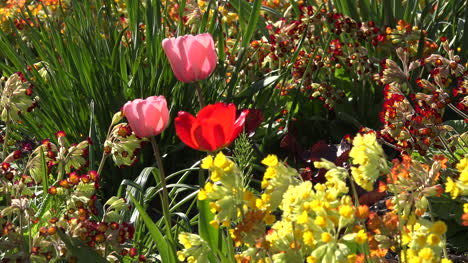 Flowers-Red-Pink-Yellow