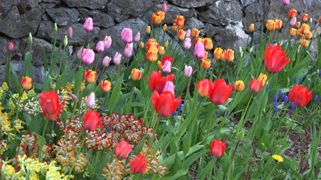 Blumen-Tulpen-Rosa-Orange-Rot