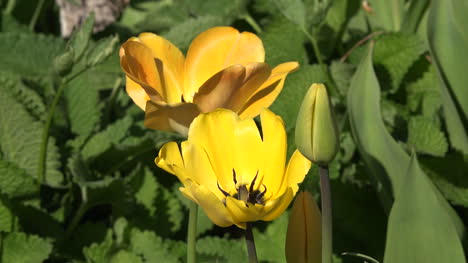 Blumen-Gelbe-Tulpen-Mit-Dunklen-Zentren