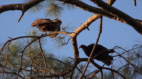 Georgia-Okefenokee-A-Vulture-Flys-And-Another-Waits