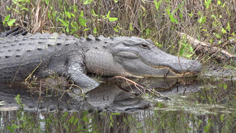 Georgia-Okefenokee-Alligator-Schließt-Auge