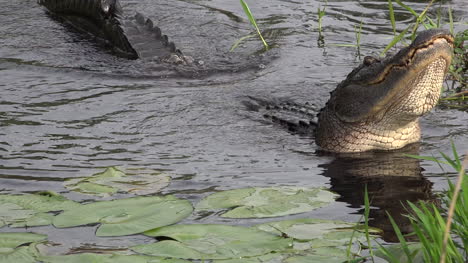 Georgia-Okefenokee-Alligatorkopf-Bewegt-Sich-Mit-Geräuschen-Auf-Und-Ab