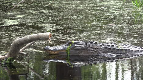Georgia-Okefenokee-Alligator-Im-Wasser-Von-Log-Zoom-In