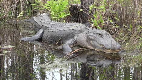 Georgia-Okefenokee-Alligator-Schaut-Auf