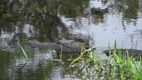 Georgia-Okefenokee-Alligator-Lying-In-Water