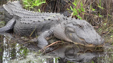 El-Cocodrilo-Georgia-Okefenokee-En-El-Banco-Se-Aleja