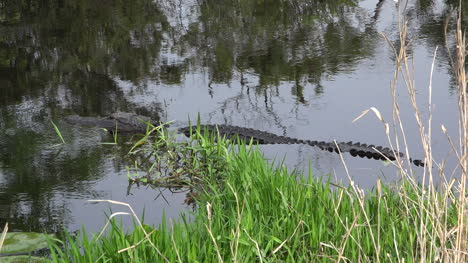 Georgia-Okefenokee-Alligator-Ruht-Im-Wasser