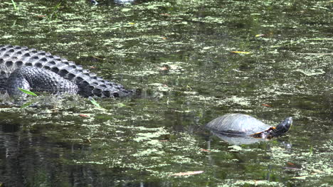 Cocodrilo-Georgia-Okefenokee-Con-Una-Tortuga-Acercar