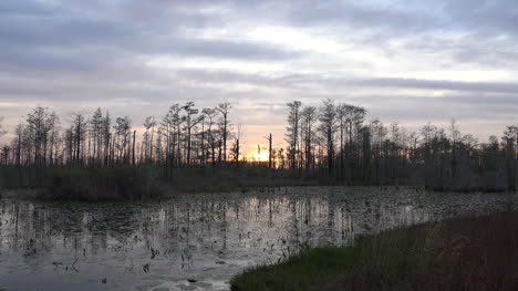 Georgia-Okefenokee-Beyond-Cypress-Trees-From-Boat-Pan-And-Zoom