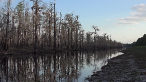 Georgia-Okefenokee-Zypressen-Am-Wasser-Im-Graben