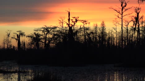 Georgia-Okefenokee-Dunkle-Bäume-Gegen-Den-Himmel-Zoomt-Heraus