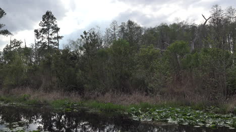 Georgia-Okefenokee-Drainage-Canal-And-Forest-Pan