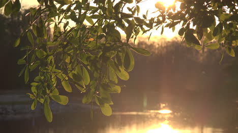 Georgia-Okefenokee-Insekten-Fliegen-Im-Sonnenlicht