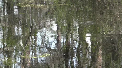 Georgia-Okefenokee-Reflections-In-Scummy-Water-Pan