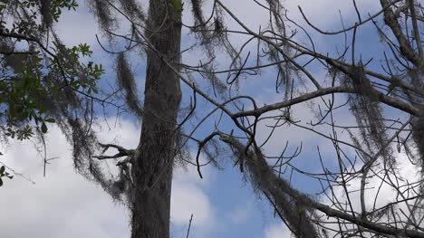 Georgia-Okefenokee-Spanish-Moss-On-Branches