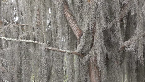 Georgia-Okefenokee-Sticks-In-Spanish-Moss-Pan