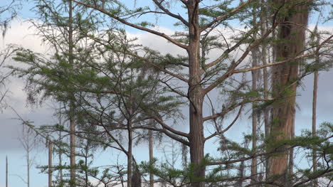 Georgia-Okefenokee-Sun-Comes-Out-On-Cypress-Trees