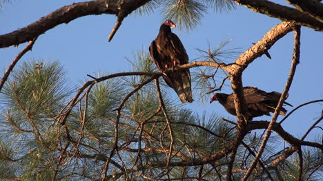 Georgia-Okefenokee-Sun-On-Pine-And-Vultures