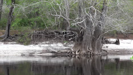 Georgia-Okefenokee-Baum-Am-Wasserrand-Water