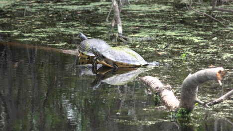 Georgia-Okefenokee-Schildkröten-Spiegeln-Sich-Im-Wasser