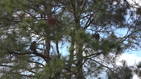 Georgia-Okefenokee-Two-Vultures-In-Pine-Tree