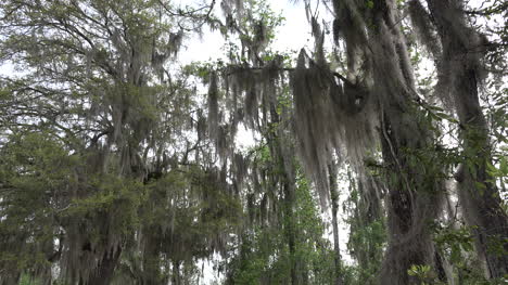 Georgia-Okefenokee-Woods-With-Spanish-Moss