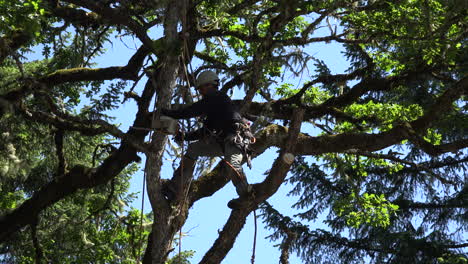 Oregon-Man-In-An-Oak-Tree
