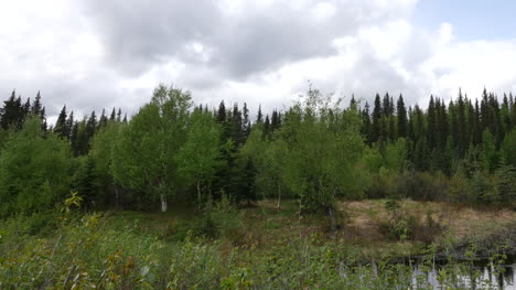 Alaska-Teichwolken-Und-Waldpfanne-Forest