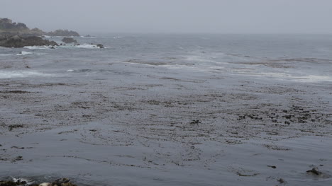 California-17-Mile-Drive-Otter-Cluster-In-Kelp