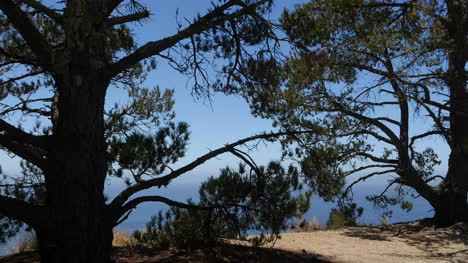 California-Big-Sur-Monterey-Pines-Above-Ocean