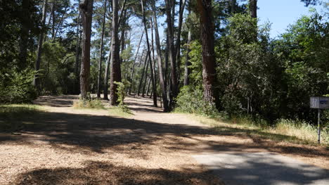 California-Santa-Cruz-Man-Throws-Disk-Down-Path-In-Woods