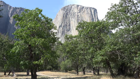 Kalifornien-Yosemite-Bäume-Und-El-Capitan