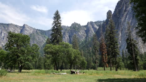 Kalifornien-Yosemite-Bäume-Und-Felswände