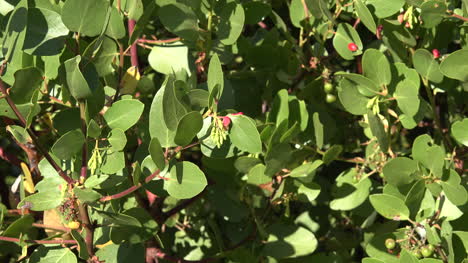 California-Flower-On-Shrub-Zoom-In