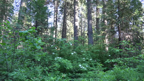 California-Flowering-Shrub-In-Forest