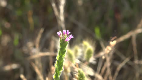 California-Insect-Crawls-On-Wildflower
