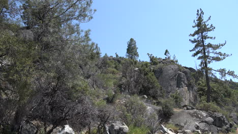 California-Pines-And-Rocks-At-Hetch-Hetchy