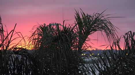 Kalifornien-Sonnenuntergang-Und-Palmen
