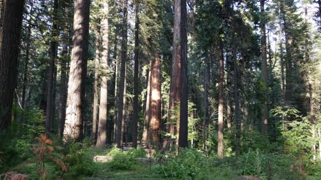 Kalifornien-Ansicht-Im-Redwood-Wald
