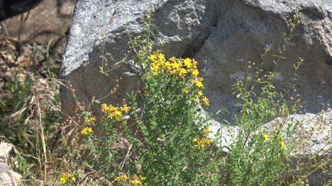 California-Yellow-Wildflowers-And-Rocks