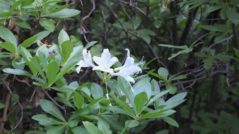 California-Zoom-On-White-Azalea