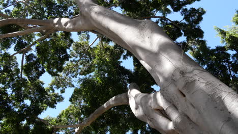 árbol-De-California-En-Sol-Con-Hojas-Verdes